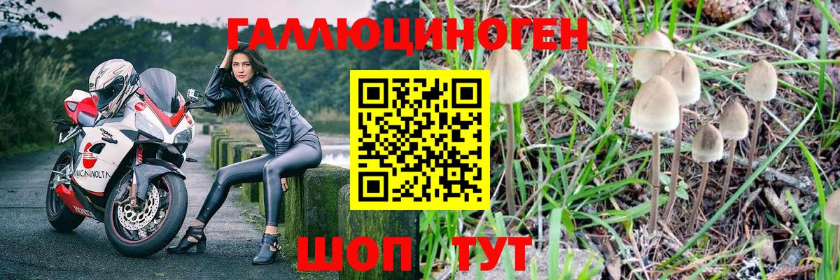 Псилоцибиновые грибы Cubensis Котовск